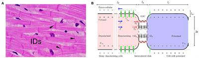 Multifractal Desynchronization of the Cardiac Excitable Cell Network During Atrial Fibrillation. II. Modeling